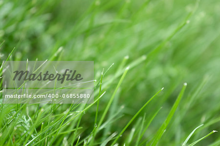 canted green grass close-up. May be used as background