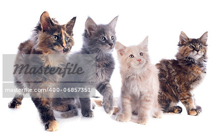 portrait of four purebred  maine coon kitten on a white background