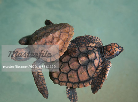 Two turtlet (two days old ) swim in the water. These animals are bred in turtlet's farm.