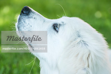 Head of a young golden retriever, its looking up