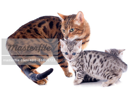 portrait of a purebred  bengal family on a white background