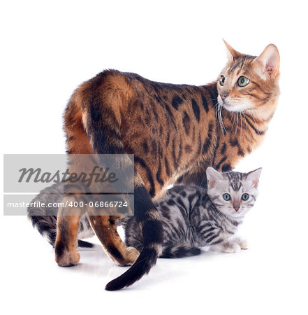 portrait of a purebred  bengal kittenand cat  on a white background