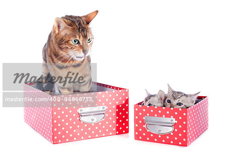 bengal family in box on a white background