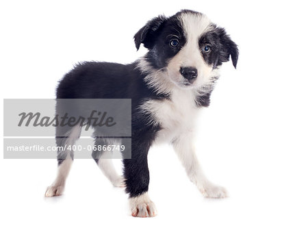 portrait of puppy border collie in front of white background