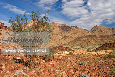 Desert landscape with an Acacia tree, Brandberg mountain, Namibia, southern Africa