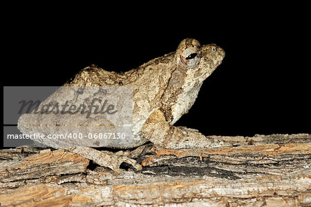 Foam nest frog (Chiromantis xerampelina) camouflaged on the bark of a tree, South Africa