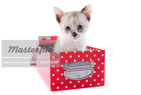 beautiful purebred siamese kitten in a box in front of white background