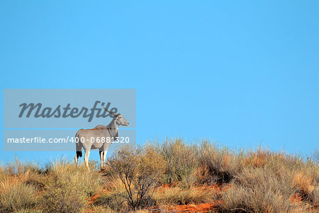 Eland antelope (Tragelaphus oryx) on a sand dune, Kalahari desert, South Africa