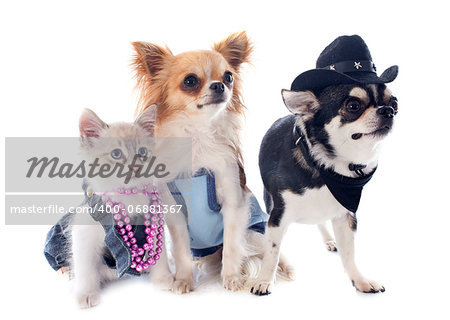 dressed birman kitten and chihuahuas in front of white background