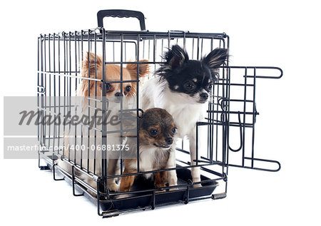 chihuahuas closed inside pet carrier isolated on white background