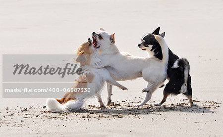 portrait of a fighting purebred  chihuahua on the beach