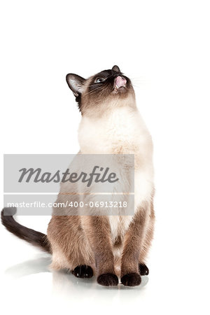 Siamese cat with blue eyes looks upwards and licks isolated on white background
