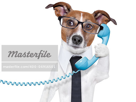 business dog with a tie and glasses listening carefully on the phone