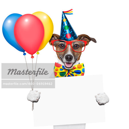 birthday dog with balloons and a white placard