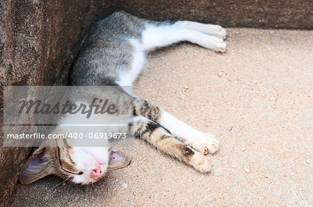 Funny sleeping kitten on stone background