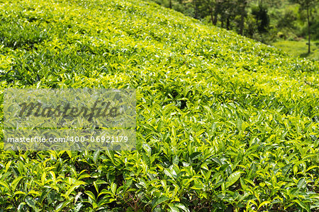 Fresh green tea plantation field at Nuwara Eliya, Sri Lanka, Ceylon