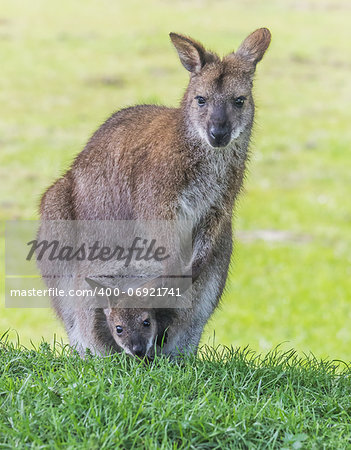 Mother wallaby with little one in her pouch