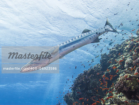 Great barracuda swimming on an underwater tropical coral reef