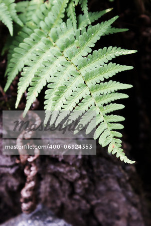 A closeup shot of a lush green fern bush in the forest.