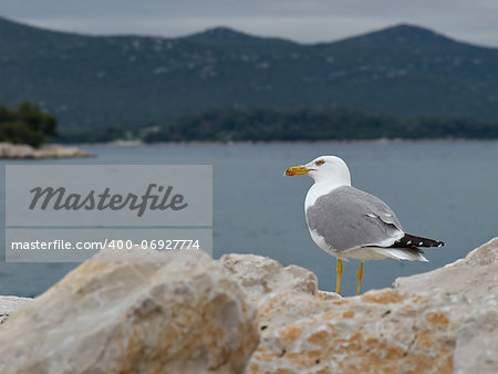 Seagull on rock in marina