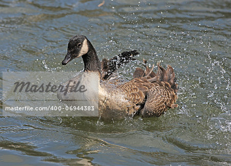 Close up of a Canada Goose washing his feathers