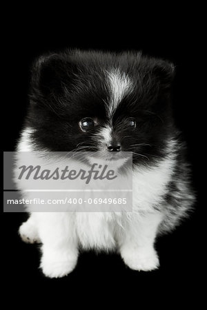 pure bread baby pomeranian  isolated on a black background