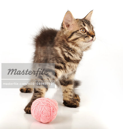 Cute little 3 months old kitten playing with a wool ball. Studio shot.
