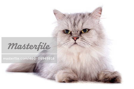 persian cat in front of a white background
