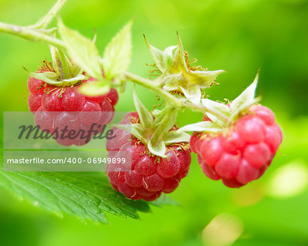 Close-up Image of Red Ripe Raspberries Growing in the Garden