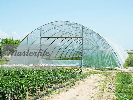 Greenhouses plantations