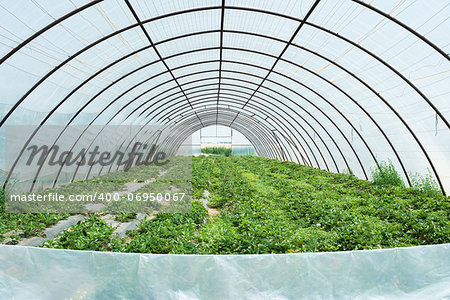 Greenhouses plantations