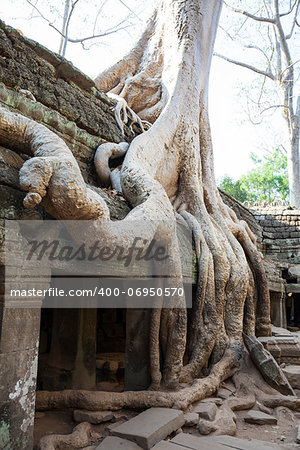 Ta Prohm Temple consumed by the jungle in Angkor, Cambodia