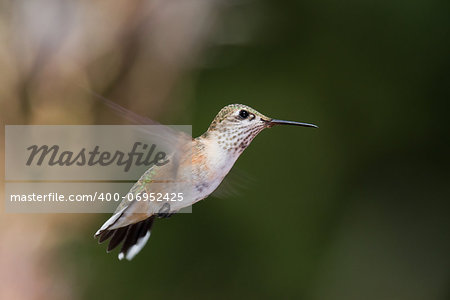 closeup of a small humming bird with a natural green background