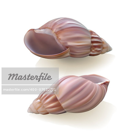 Seashells isolated on white background. Vector illustration