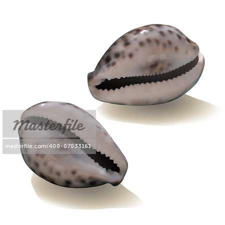 Seashells isolated on white background. Vector illustration