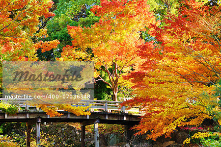 Fall foliage at  in Nagoya, Japan.