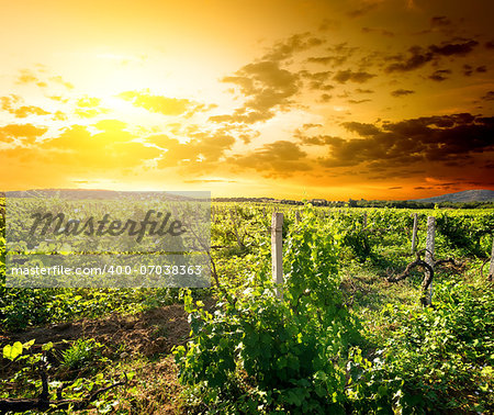 Green vinyard at the sunrise in Crimea