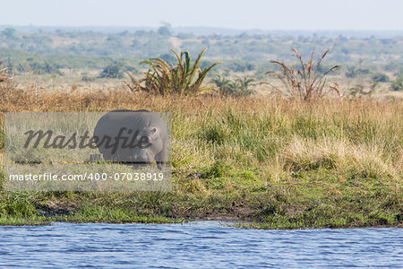 Herd of Hippopotamus grasing out the water during day time