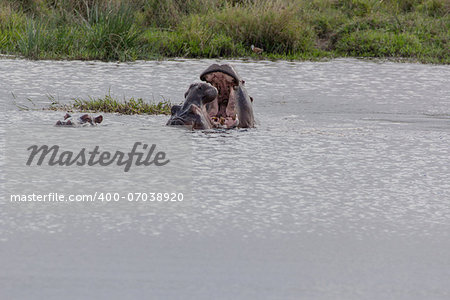 Two Hippopotamus fighting in the water during day time