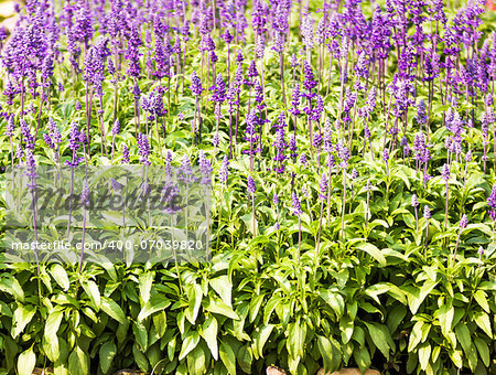 Meadow with blooming Blue Salvia herbal flowers. Blue Salvia is plant in the mint family.