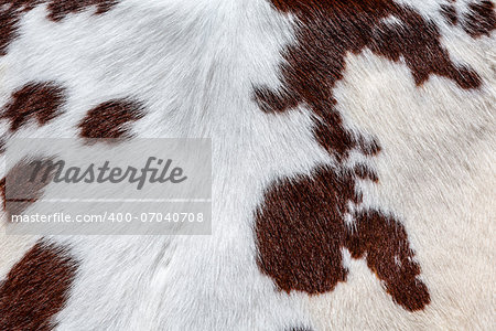 Brown and white hairy texture of cow skin