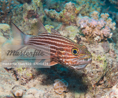 Male tiger cardinal fish cheilodipterus macrodon incubating eggs in mouth on tropical coral reef