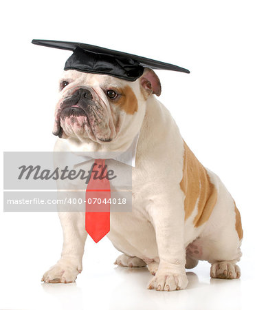 pet graduation - english bulldog wearing graduation cap and red tie sitting on white background - one year old