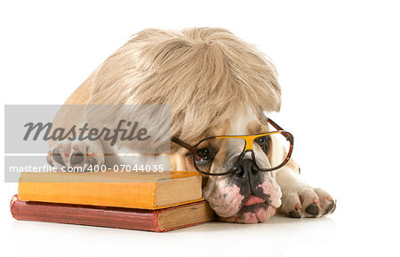 dog obedience - english bulldog laying down beside books isolated on white background