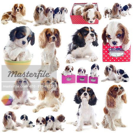 composite picture of cavalier king charles in front of white background