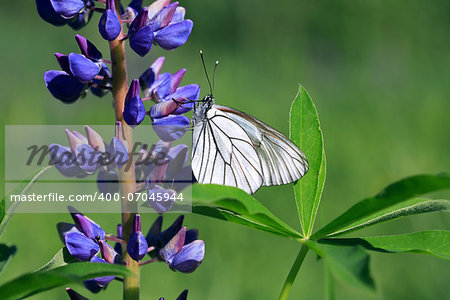 Beautiful white butterfly on blue lupine against green nature background