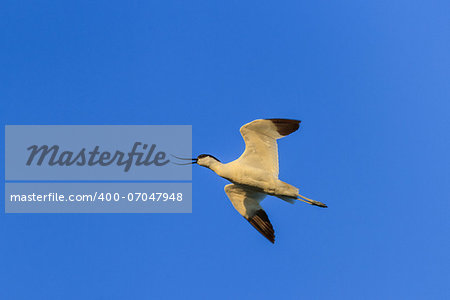 Pied Avocet (Recurvirostra avosetta) in flight. Location: Danube Delta, Romania