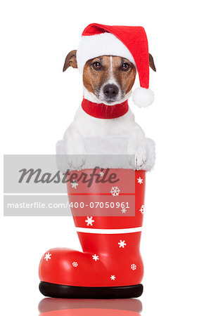 santa christmas dog in a red boot