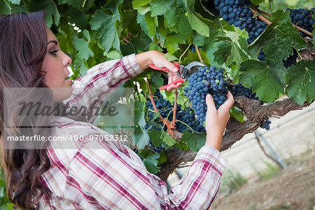 Young Mixed Race Woman Harvesting Grapes in the Vineyard Outside.