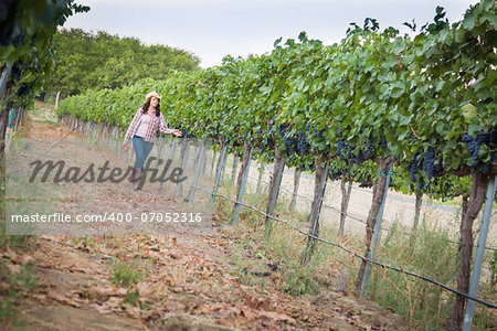 Young Mixed Race Female Farmer Inspecting the Wine Grapes in the Vineyard.